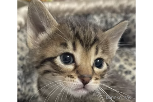 成約済の愛知県のサバンナキャット-81167の2枚目